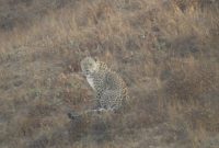 پلنگ ایرانی در پرور به تصویر کشیده شد؛ ثبت لحظه‌ای نادر از گربه‌سان