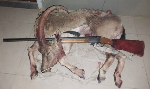 کشف لاشه کل وحشی در گیلاوند دماوند؛بازداشت شکارچی غیر مجاز کشف لاشه کل وحشی در گیلاوند دماوند؛بازداشت شکارچی غیر مجاز
