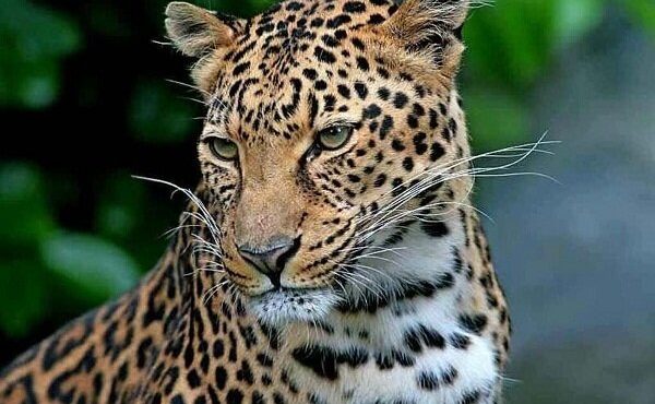 ثبت حضور همزمان ۲ قلاده پلنگ در چاشملوبار ثبت حضور همزمان ۲ قلاده پلنگ در چاشملوبار